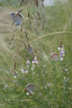 c0353632_08093278.jpg