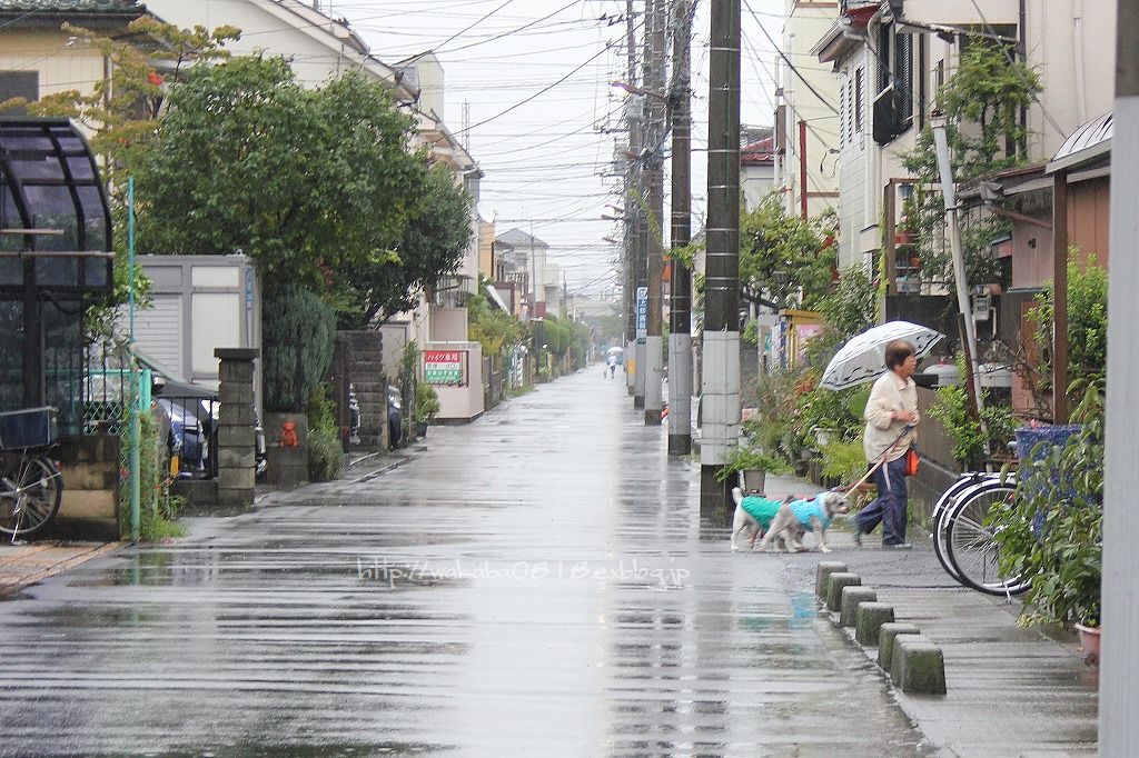 関東に大雨特別警報が出ました(>_<)_e0052135_21254194.jpg