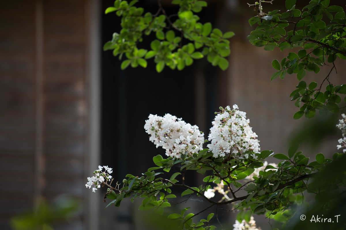 祇園 白川巽橋で..._f0152550_2332440.jpg