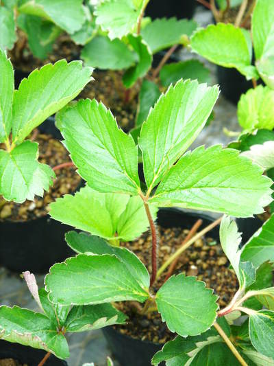 完熟紅ほっぺ 定植に向けイチゴの苗が元気に成長中!!_a0254656_17322044.jpg