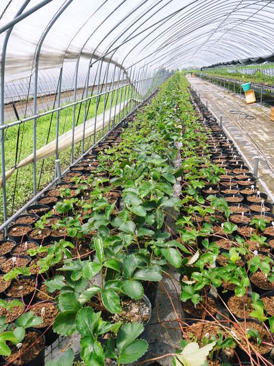 完熟紅ほっぺ 定植に向けイチゴの苗が元気に成長中!!_a0254656_17464480.jpg