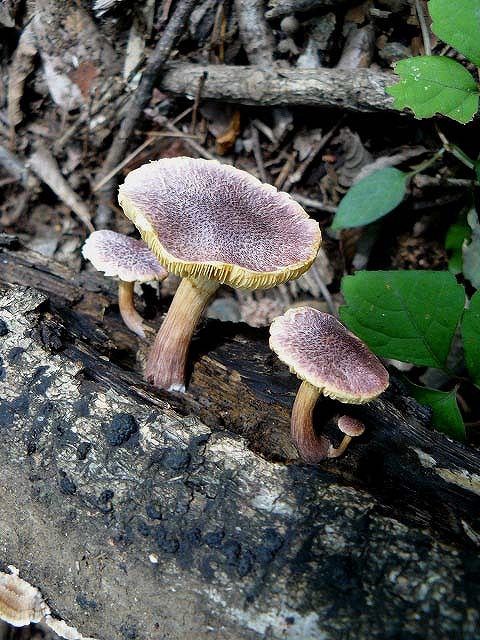 d0019074_8305581.jpg