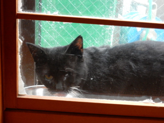 家庭内暴力猫_e0355177_19153872.jpg