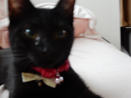 家庭内暴力猫_e0355177_19204885.jpg