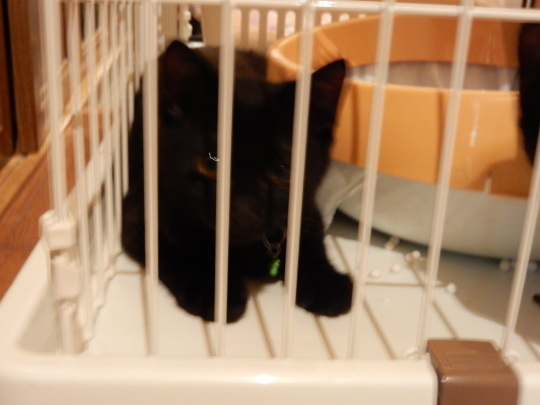 家庭内暴力猫_e0355177_19213922.jpg