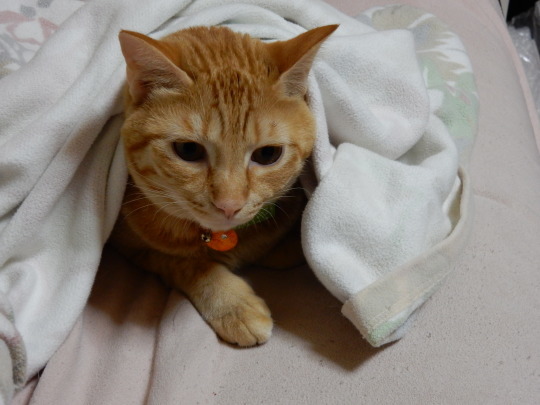 家庭内暴力猫_e0355177_19245848.jpg