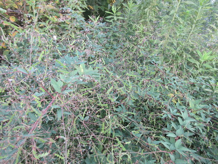 f0053885_19322327.jpg