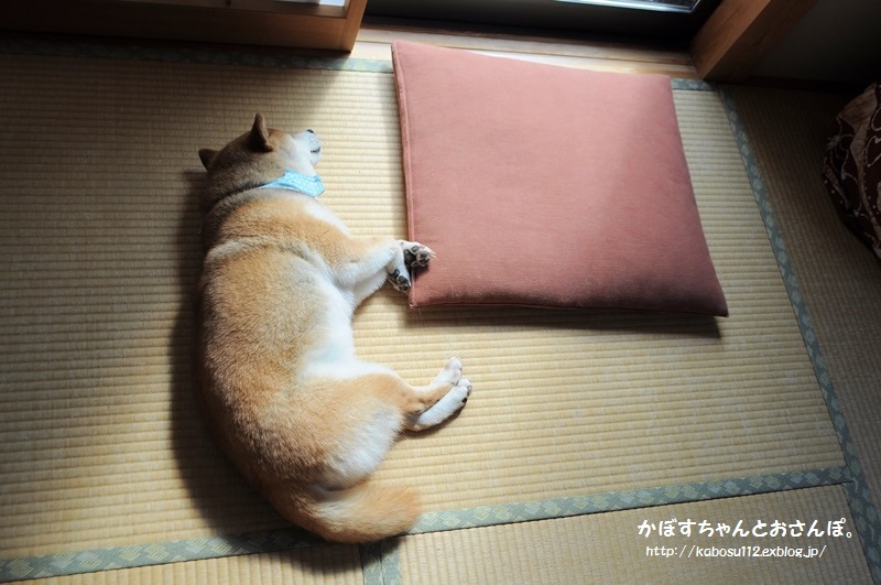 ゆるい写真_a0126590_23082618.jpg