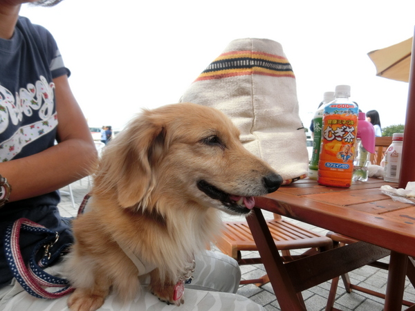 d0098295_1634145.jpg