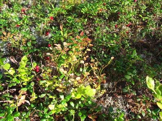 d0320595_3564645.jpg