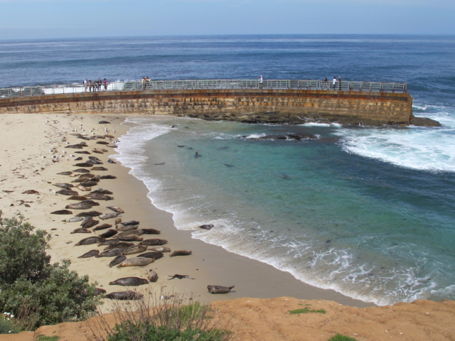 ラ・ホヤ（La Jolla)の海岸　コーンの冷製スープと蛸とポテトのサラダなど_a0127398_05487.jpg