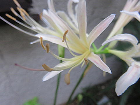d0046702_13132548.jpg