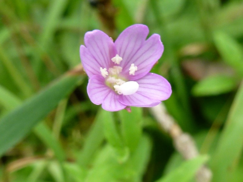 小さな小さな花・・・_c0042418_7472770.jpg