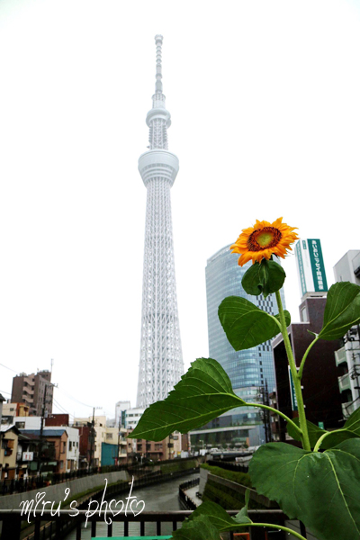 c0037519_23435831.jpg