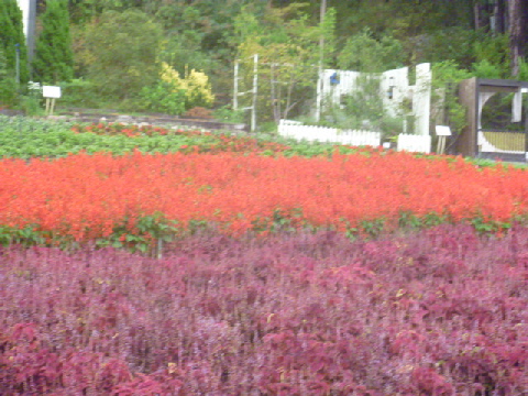 大阪府立花の文化園_b0246036_112558.jpg