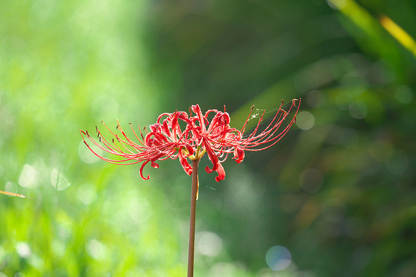 彼岸花咲く_c0067040_22324582.jpg