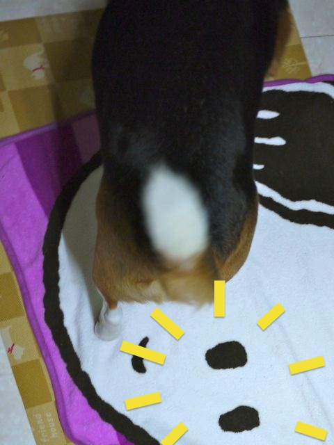 来月の10日は 愛犬の誕生日_c0190940_20161177.jpg