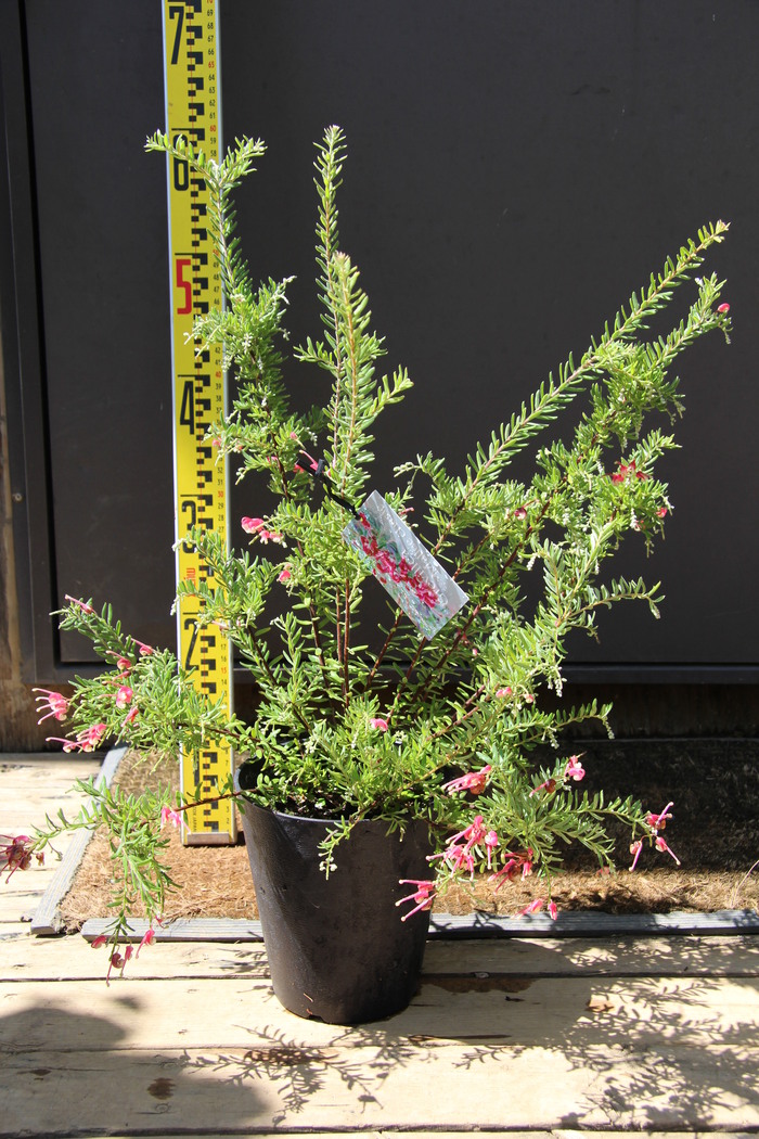 グレビレア マリーチェリー Grevillea \'Mallee Cherie\' 販売 画像 写真 価格 値段 庭木 安行 植木_a0254743_12121866.jpg