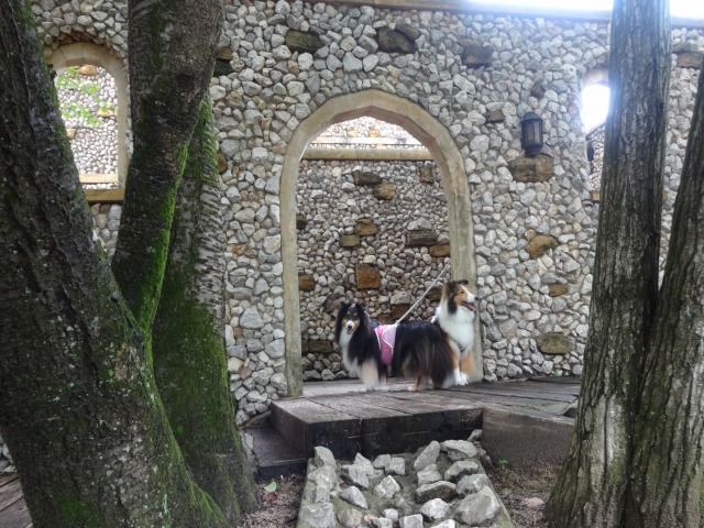那須旅行☆つながれた犬たち・4度目の冬_e0195743_14553341.jpg
