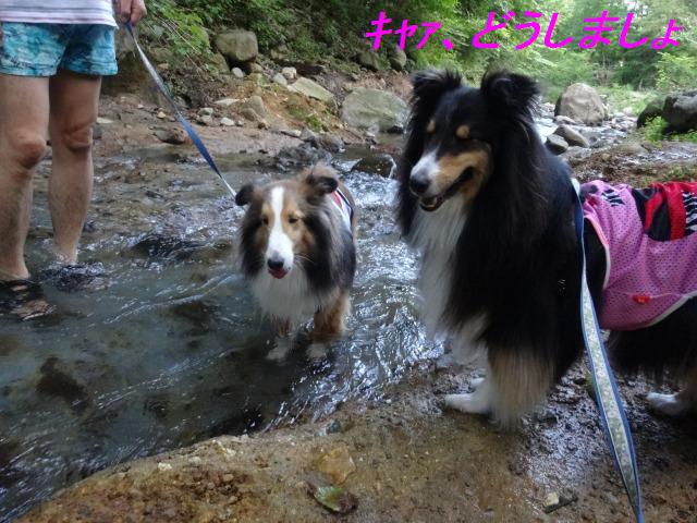 那須旅行☆つながれた犬たち・4度目の冬_e0195743_1532126.jpg