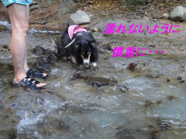 那須旅行☆つながれた犬たち・4度目の冬_e0195743_15321433.jpg