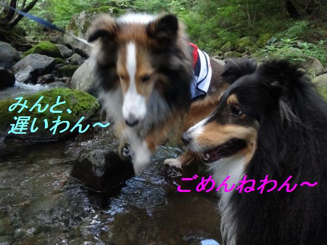 那須旅行☆つながれた犬たち・4度目の冬_e0195743_15323148.jpg