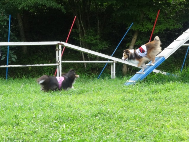 那須旅行☆つながれた犬たち・4度目の冬_e0195743_15332746.jpg
