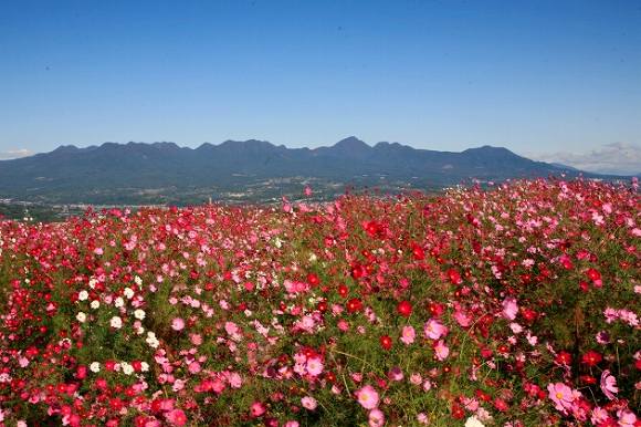 高崎市 鼻高展望花の丘 群馬で生まれ育った男のブログ