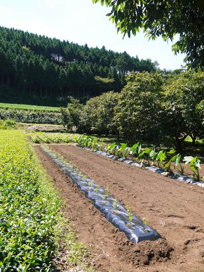 利平栗　栗の王様『利平栗』　栗が落ち始め、いよいよ収穫（栗拾い）＆出荷のスタートです!!_a0254656_19353913.jpg