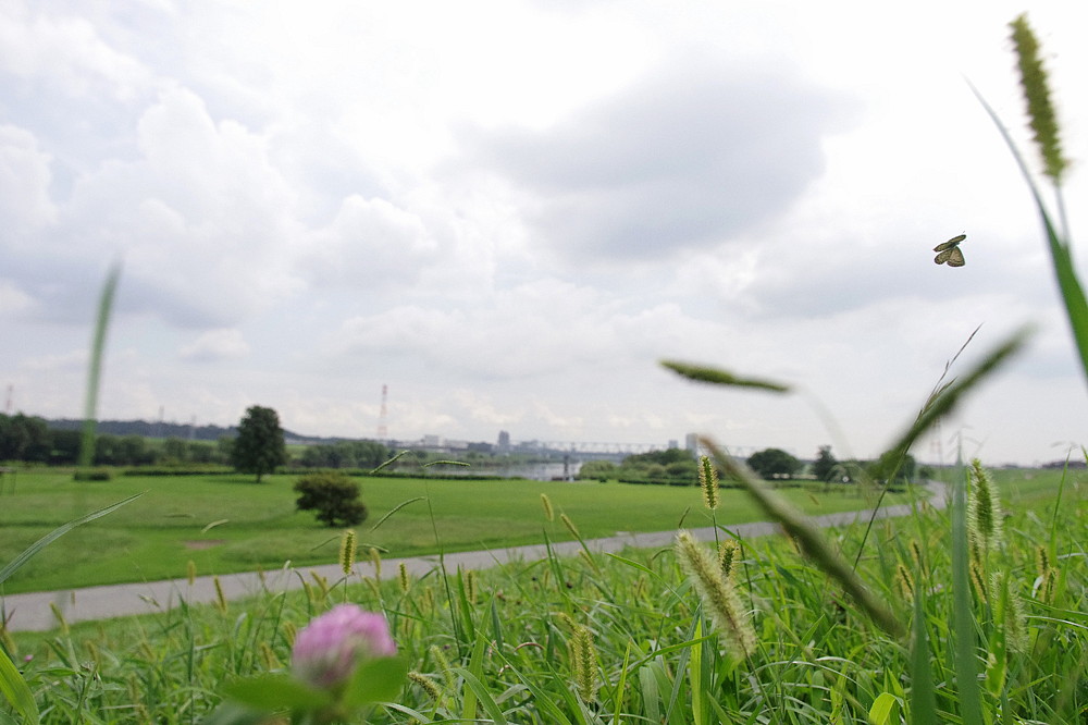 ２０１５．９．４　東京・葛飾　江戸川河川敷 （１）　ヒメアカタテハ　　　２０１５．９．１２ （記）_a0181059_17381713.jpg