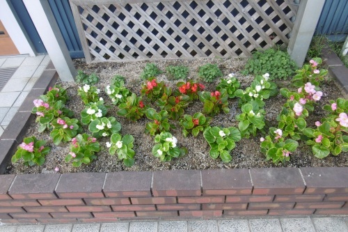 うちの花壇_f0205367_19073787.jpg