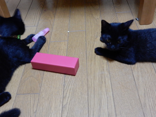 室内泊のらくろ+ブラックボーイズ_e0355177_19293992.jpg