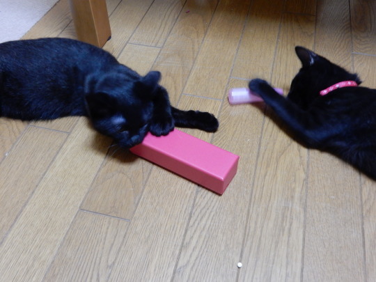 室内泊のらくろ+ブラックボーイズ_e0355177_19300722.jpg