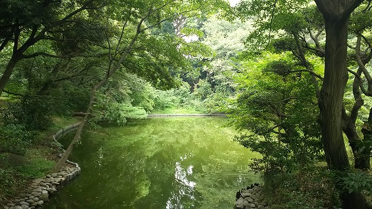 ラン・ウォーク・フォト（～山手通り～明治神宮～原宿　計16km）_e0020682_15303195.jpg