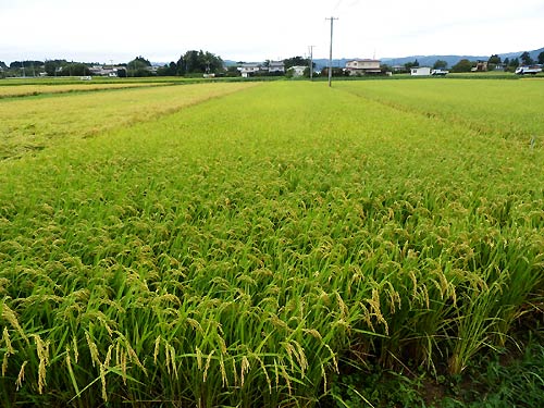 台風通過後の共同学習田(上目黒小・枝野小)_d0247484_11584938.jpg