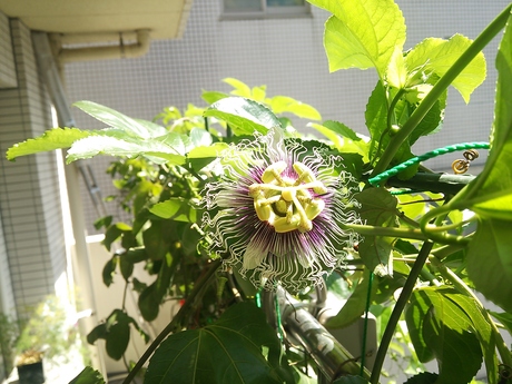表参道の花々 ~パッションフルーツ~_f0218886_1415930.jpg