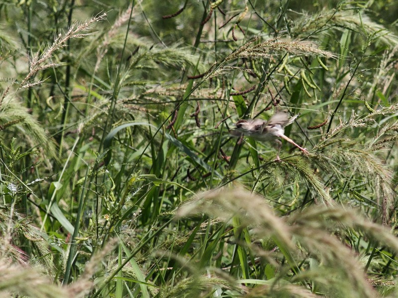 連荘で田圃へ_b0223198_21373731.jpg