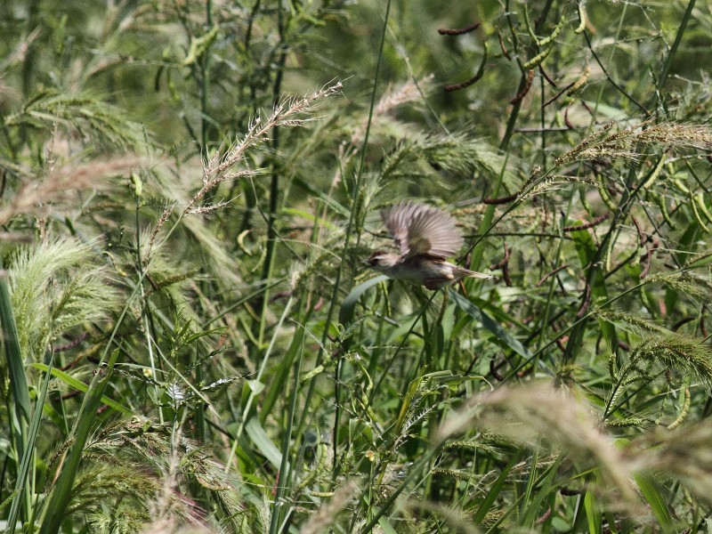 連荘で田圃へ_b0223198_21374798.jpg