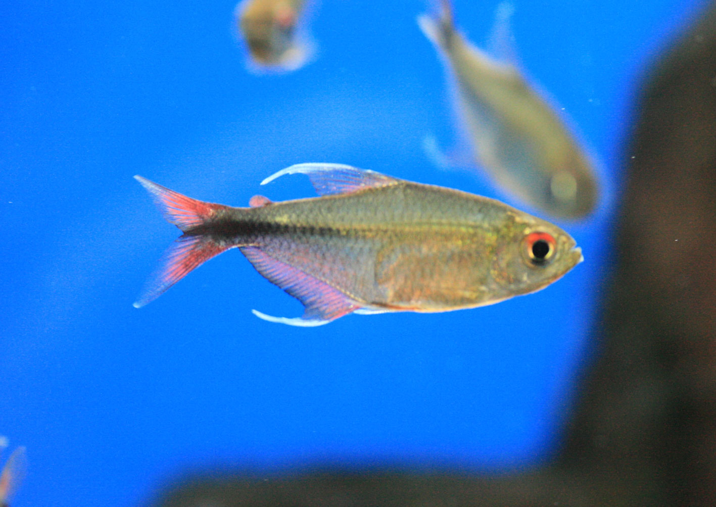 ビーボックスアクアリウム 熱帯魚情報