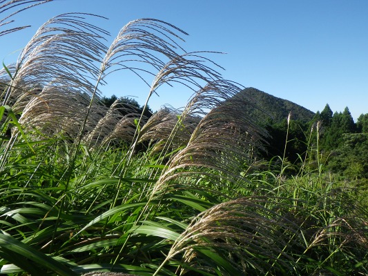 15-9：花の山「雲仙」_f0187402_1429039.jpg