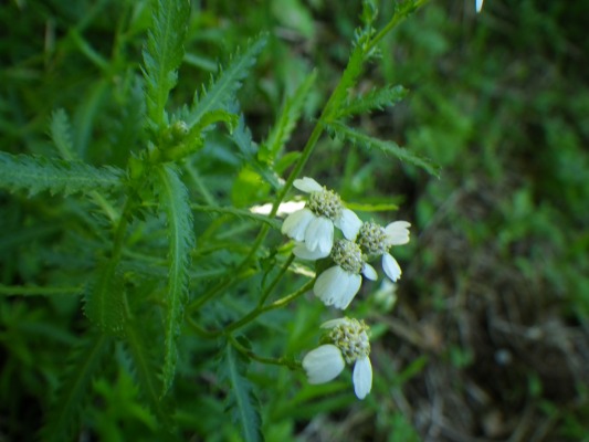 15-9：花の山「雲仙」_f0187402_14291475.jpg