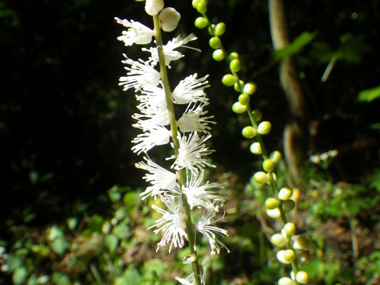 15-9：花の山「雲仙」_f0187402_14292947.jpg