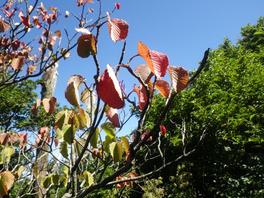 15-9：花の山「雲仙」_f0187402_14293711.jpg