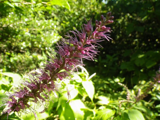 15-9：花の山「雲仙」_f0187402_14295346.jpg