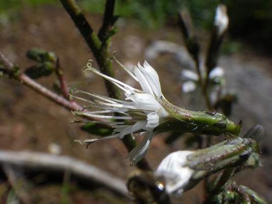 15-9：花の山「雲仙」_f0187402_14305499.jpg