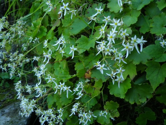 15-9：花の山「雲仙」_f0187402_143055.jpg