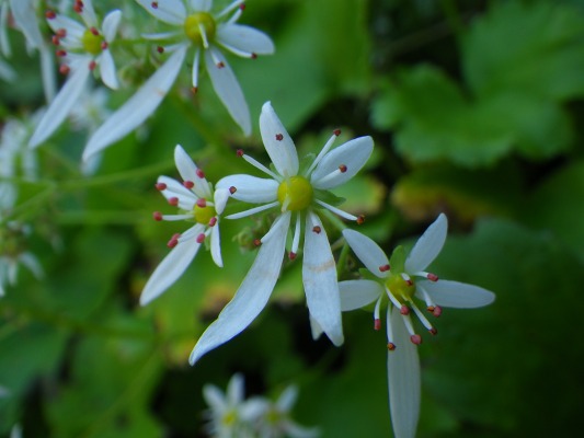 15-9：花の山「雲仙」_f0187402_1431599.jpg