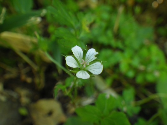 15-9：花の山「雲仙」_f0187402_14322139.jpg