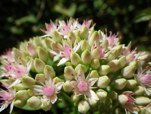 15-9：花の山「雲仙」_f0187402_1432411.jpg