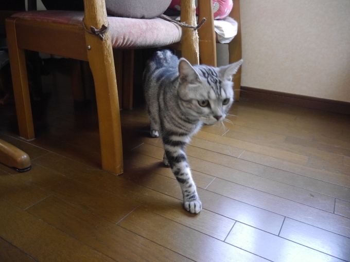 a0332203_22295378.jpg
